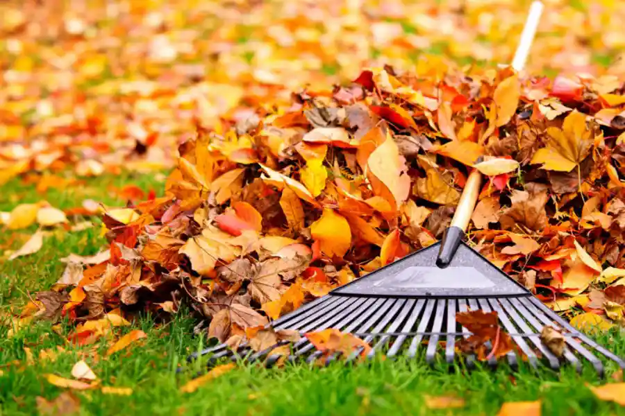 Landscaping Waste Disposal